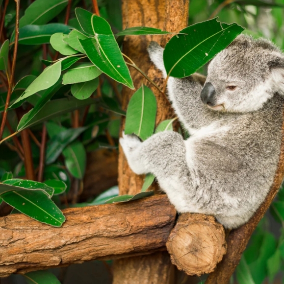 Eucalyptus Rain Long-Lasting Scented Jar Candle (14 oz) • High Intensity - Picture 9 of 10